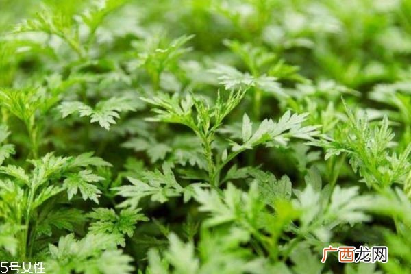 艾草是什么 艾草的好处