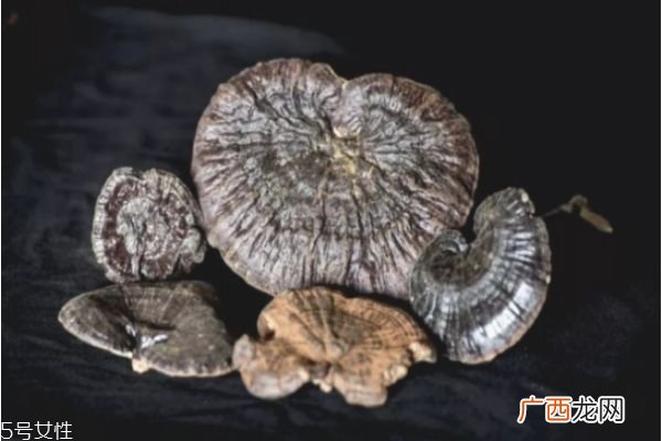 灵芝不适合什么人吃 食用灵芝的四大禁忌
