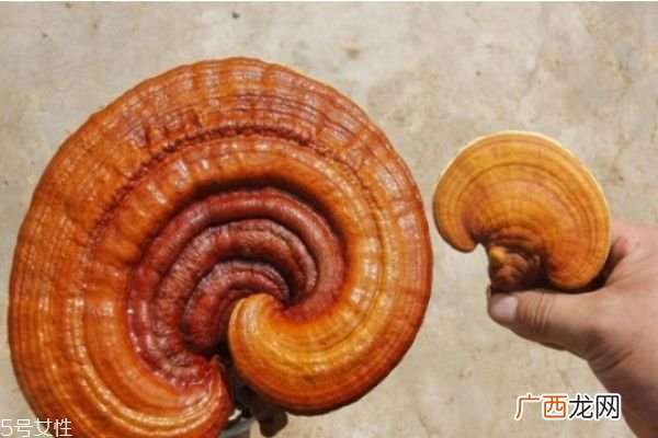 灵芝不适合什么人吃 食用灵芝的四大禁忌