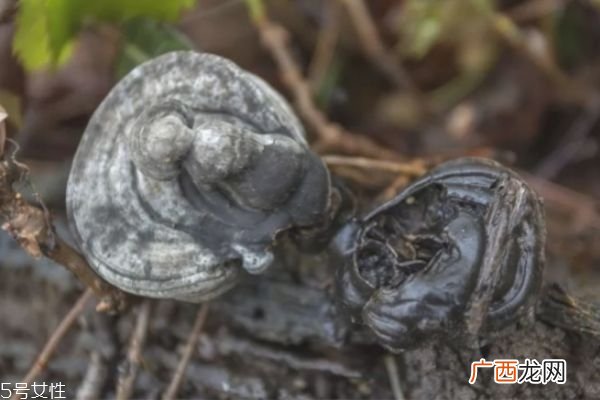 灵芝怎么吃效果最好 吃灵芝的功效