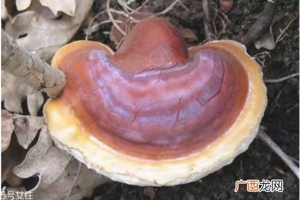 灵芝怎么吃效果最好 吃灵芝的功效