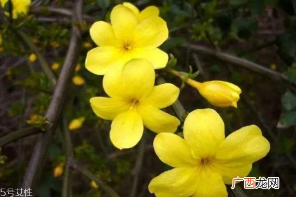 什么是金钟花呢 金钟花有什么作用呢