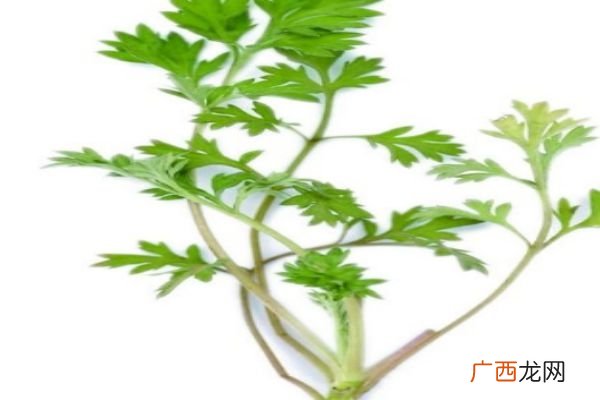 艾叶有什么作用呢 艾叶可以怎么用呢