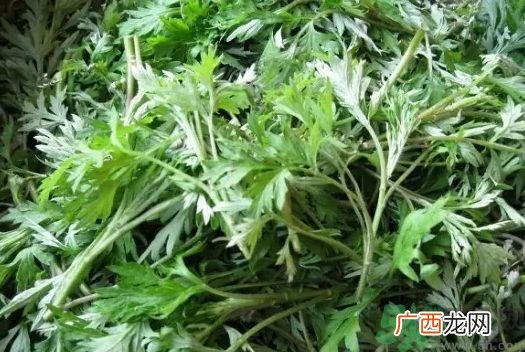 艾叶是不是越陈越好?艾叶是越陈越好吗?