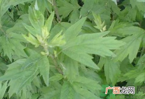艾叶是不是越陈越好?艾叶是越陈越好吗?