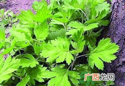 艾叶是中药吗?艾叶是不是中成药?