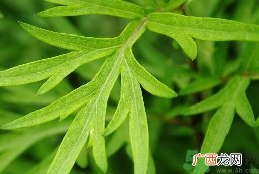 艾叶是凉性还是热性?艾叶是凉性的吗?