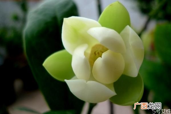 什么是夜合花呢 夜合花有什么作用呢