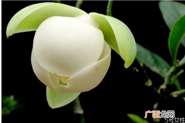 什么是夜合花呢 夜合花有什么作用呢
