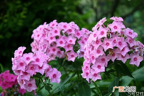 紫娇花的花语是什么呢 紫娇花的作用有什么呢