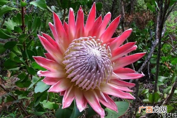 什么是帝王花呢 帝王花有什么作用呢