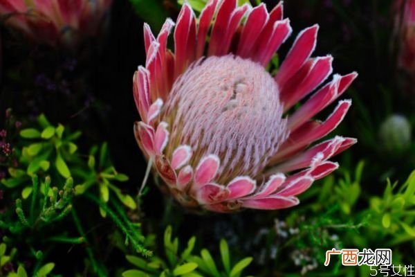 什么是帝王花呢 帝王花有什么作用呢