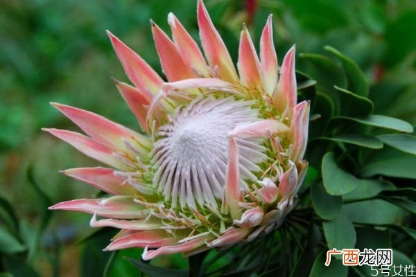什么是帝王花呢 帝王花有什么作用呢