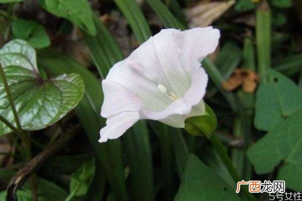 月光花的花语是什么呢 月光花的种植有什么注意的呢