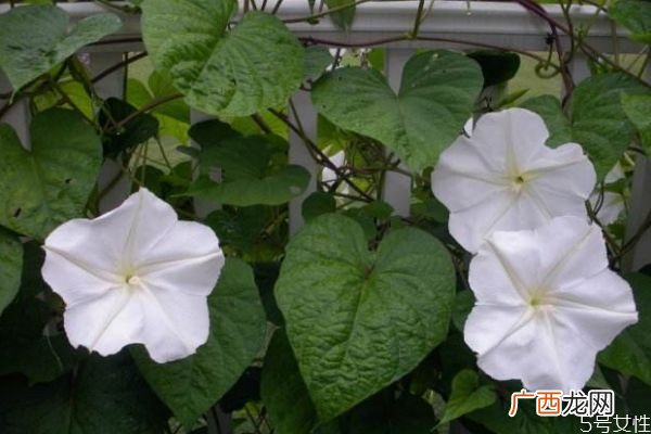 什么是月光花呢 月光花有什么作用呢