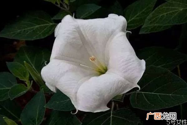 什么是月光花呢 月光花有什么作用呢