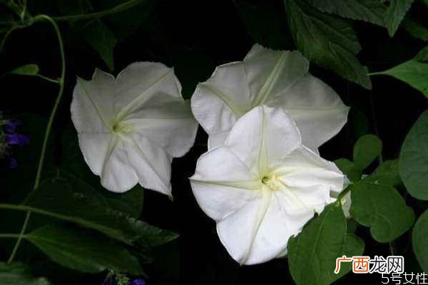 什么是月光花呢 月光花有什么作用呢