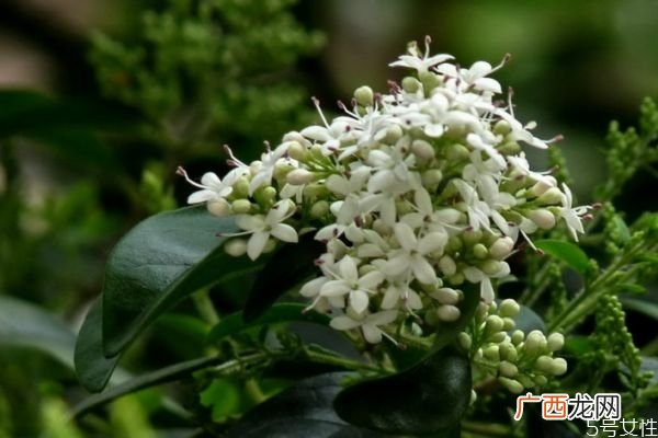山指甲的花语是什么呢 山指甲的种植有什么注意的呢