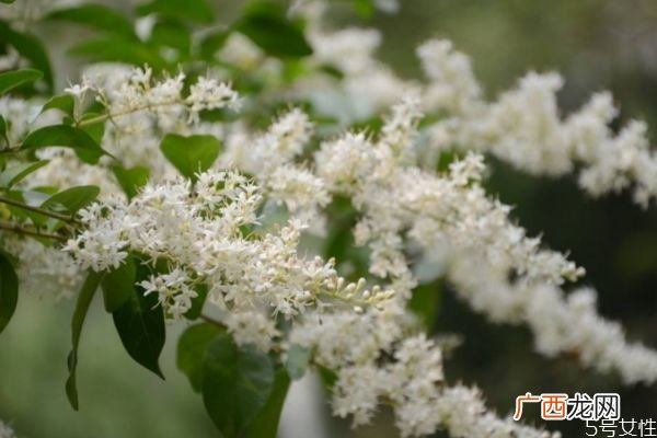 山指甲的花语是什么呢 山指甲的种植有什么注意的呢