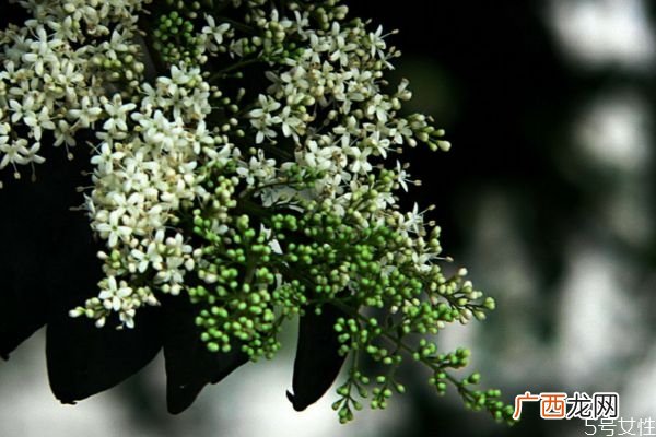 山指甲的花语是什么呢 山指甲的种植有什么注意的呢