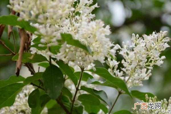 山指甲是一种什么植物呢 山指甲有什么作用呢
