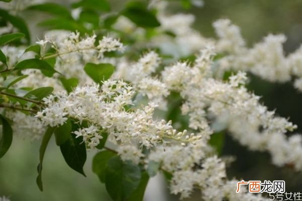 山指甲是一种什么植物呢 山指甲有什么作用呢