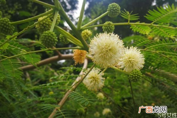 银合欢的花语是什么呢 银合欢的种植有什么注意的呢