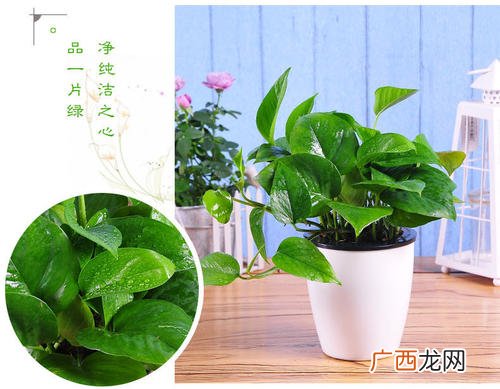 大叶绿萝和小叶绿萝的区别 大叶绿萝和小叶绿萝哪个好养