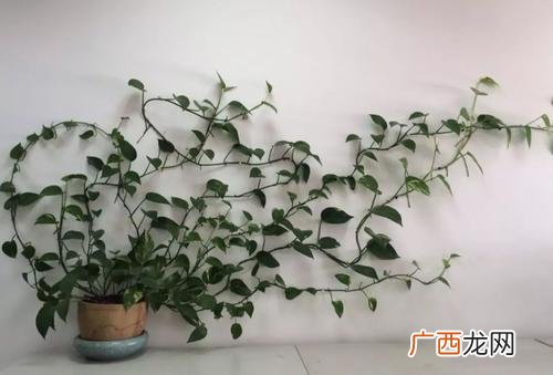 大叶绿萝和小叶绿萝的区别 大叶绿萝和小叶绿萝哪个好养