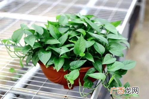 绿萝放卧室好吗 绿萝放卧室的作用