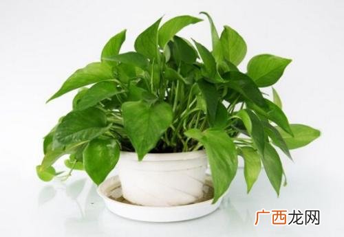 绿萝放卧室好吗 绿萝放卧室的作用