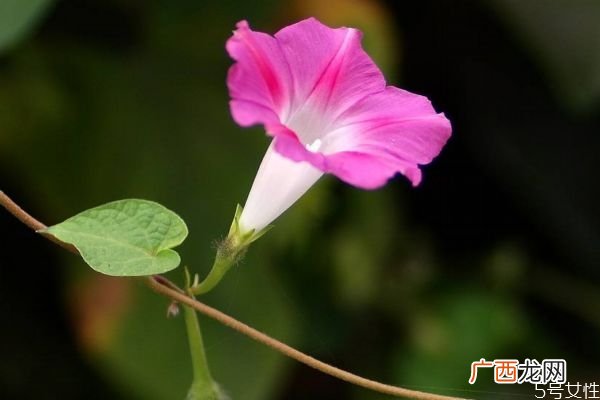 什么是牵牛花呢 牵牛花有什么作用呢