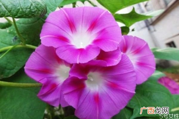 什么是牵牛花呢 牵牛花有什么作用呢