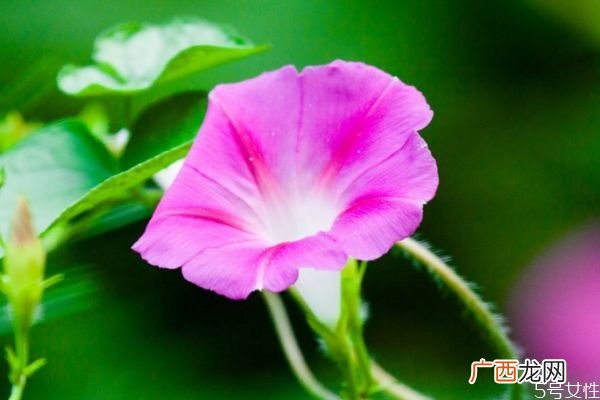 什么是牵牛花呢 牵牛花有什么作用呢