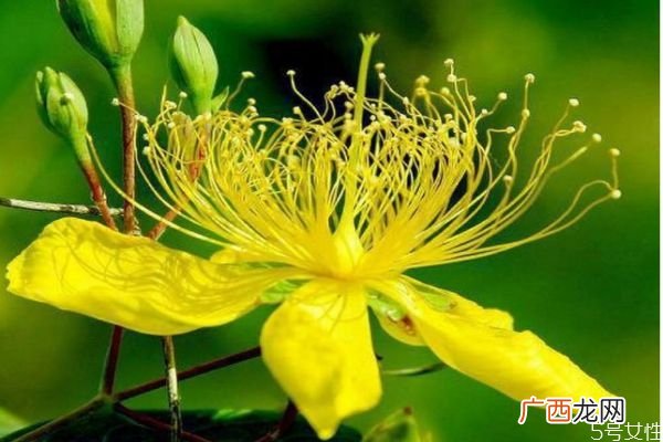 连翘的花语是什么呢 连翘的种植要注意什么呢