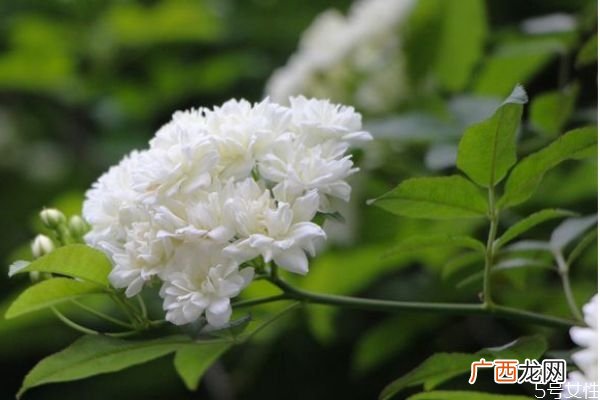 七里香的花语是什么呢 七里香的种植要注意什么呢