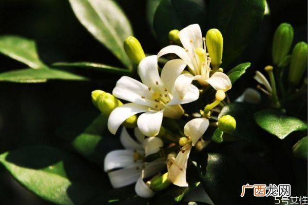七里香的花语是什么呢 七里香的种植要注意什么呢