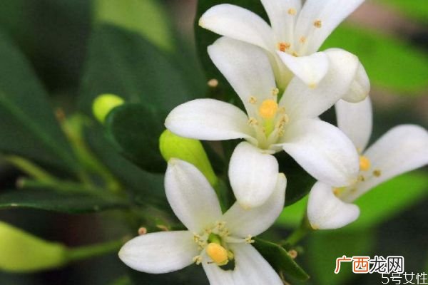 七里香的花语是什么呢 七里香的种植要注意什么呢