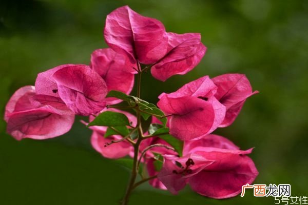 三角梅有毒吗 三角梅的花语是什么呢