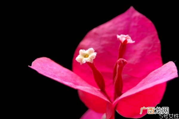 三角梅有毒吗 三角梅的花语是什么呢