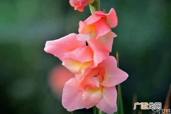 唐菖蒲的花语有什么呢 唐菖蒲种植要注意什么呢