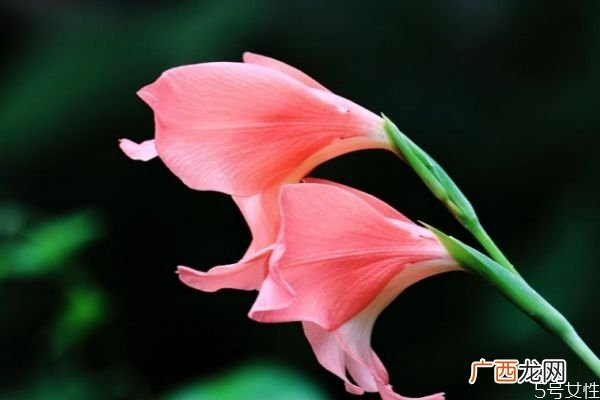 唐菖蒲的花语有什么呢 唐菖蒲种植要注意什么呢