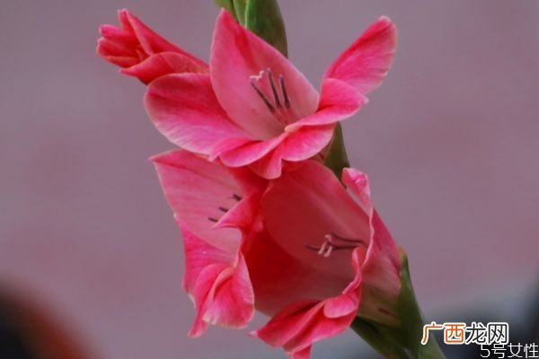 唐菖蒲的花语有什么呢 唐菖蒲种植要注意什么呢