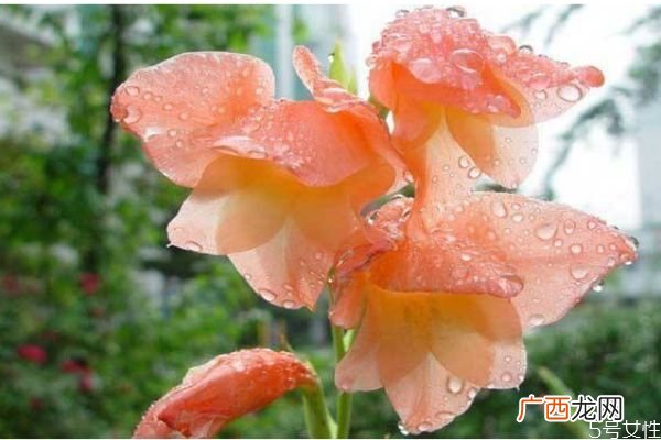 什么是菖兰呢 菖兰有什么作用呢