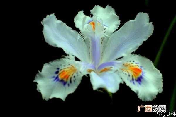独占春的花语是什么呢 独占春的种植有什么注意的呢