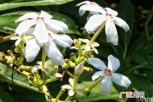 什么是海杧果呢 海杧果有什么作用呢