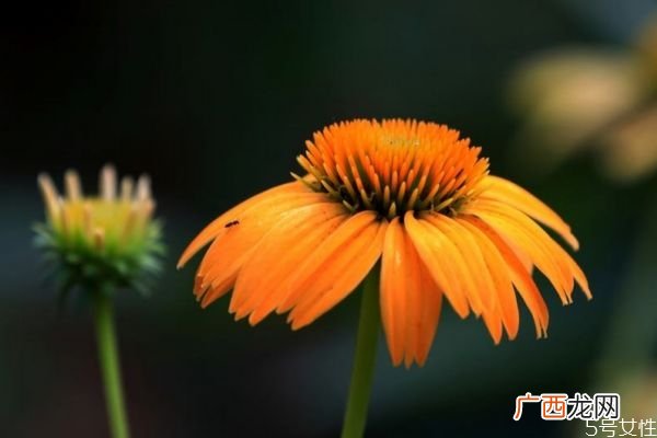 松果菊是一种什么植物呢 松果菊有什么作用呢