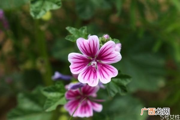 锦葵的花语是什么呢 锦葵的种植要注意什么呢