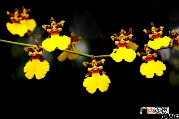 文心兰的花语是什么呢 文心兰种植需要注意什么呢