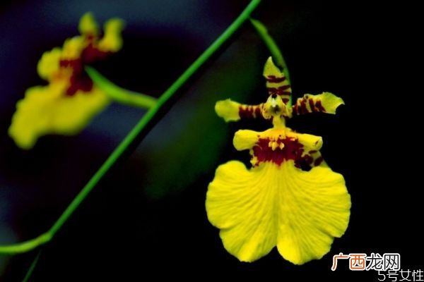 文心兰的花语是什么呢 文心兰种植需要注意什么呢